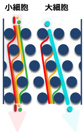 日本ゼオン、Curate Biosciencesの細胞分離技術に関する特許を取得