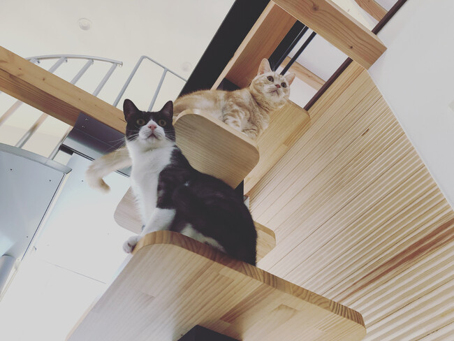 木造メゾネット×猫共生設計 ペット共生住宅のパイオニアが「PAWSOMEシリーズ」第1弾を発表