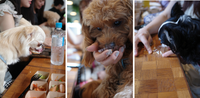 【試食会イベント】HEKA×はごろもフーズ 犬の一生で、ごはんを食べる時間は約1か月。"温かい食事"という新たな選択肢を提案