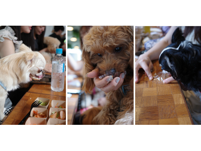【試食会イベント】HEKA×はごろもフーズ　犬の一生で、ごはんを食べる時間は約1か月。"温かい食事"という新たな選択肢を提案