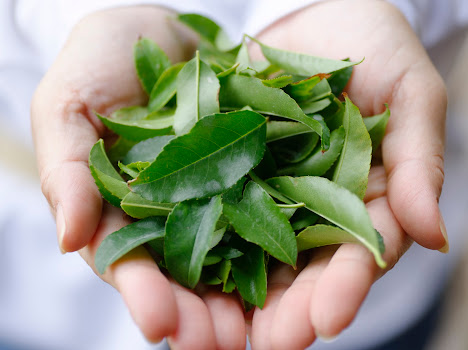 山形県村山市にてバラの葉100％のお茶「ローズリーフ(R)︎」の栽培開始！　2025年度の売上目標5億円
