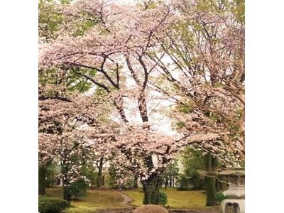 【埼玉県】「知事公館deお花見を！withかっぽフェスタ2024」を開催します！