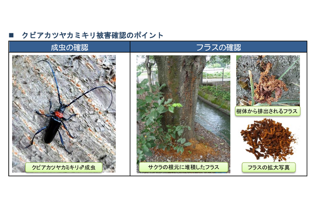 【埼玉県】「クビアカツヤカミキリ発見大調査2026」スタート