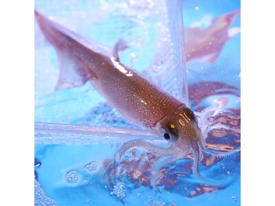 3月限定企画。一日限定20杯！売り切れ御免！！”泳ぎイカのお造り”を堪能できる京都西院にある個室居酒屋「羽根屋」。他では味わえない、透明のイカの刺身！！3月の歓送迎会に泳ぎイカはイカが？(笑)