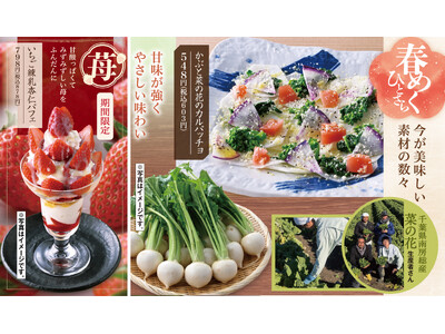 富山県産”ほたるいか”や 千葉県産”菜の花”など 春の味覚が登場【千年の宴・福福屋・月の宴・竹取酒物語】