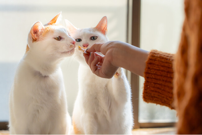 【猫の日】愛猫へ贈る“海の宝石”。島根県産ノドグロ100％で仕立てた、余計なものは一切使わない最高のご馳走「浜猫のひたい」2月20日予約受付スタート