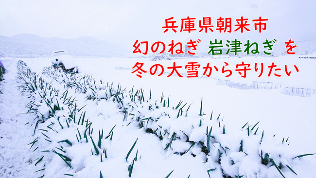 兵庫県の伝統野菜「幻のねぎ　岩津ねぎ」を冬の大雪から守る為に、クラウドファンディングにチャレンジ