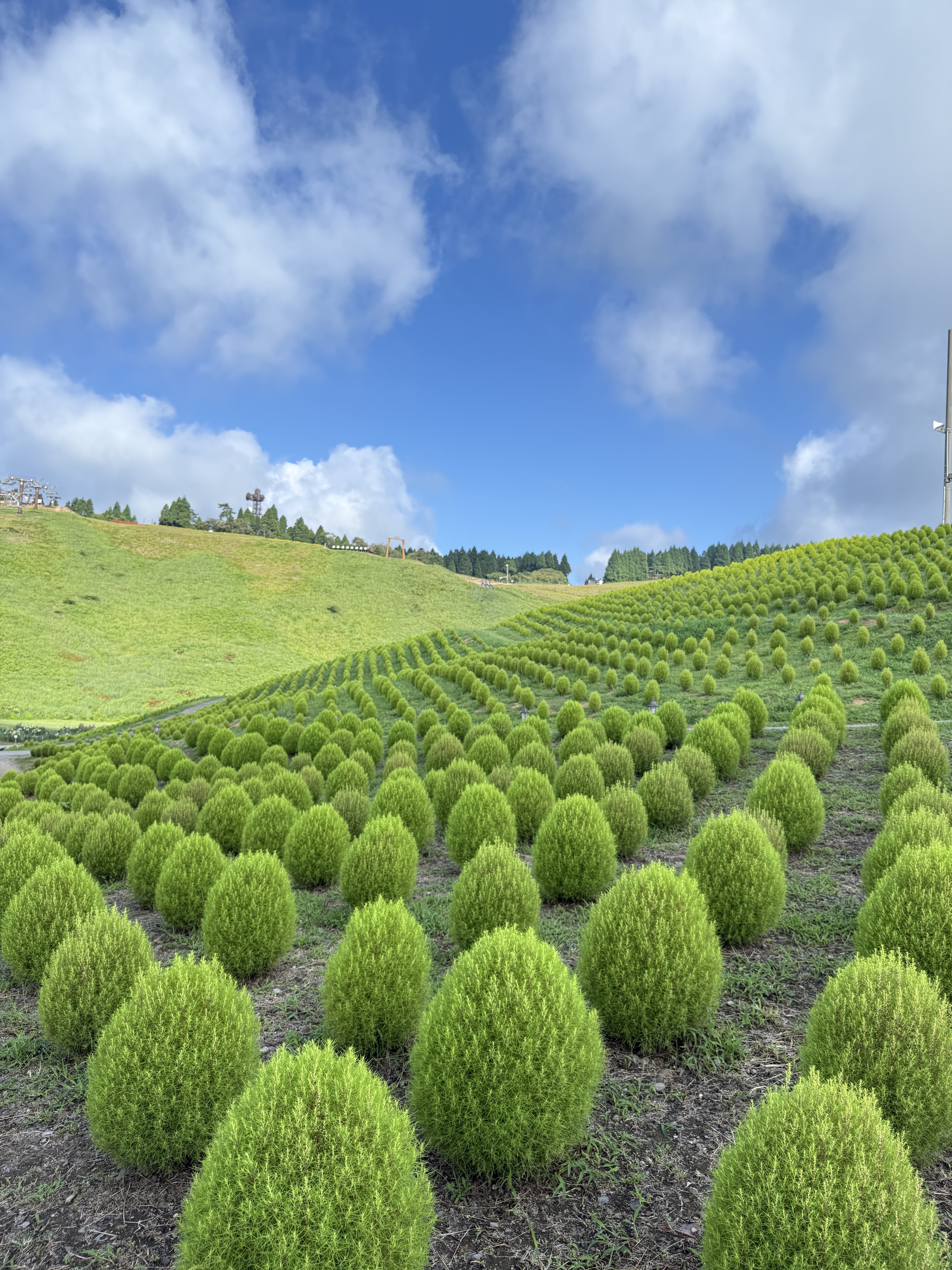 【びわこ箱館山】約8,000株グリーンコキアが見頃！桃色吐息のピンク絨毯が圧巻！