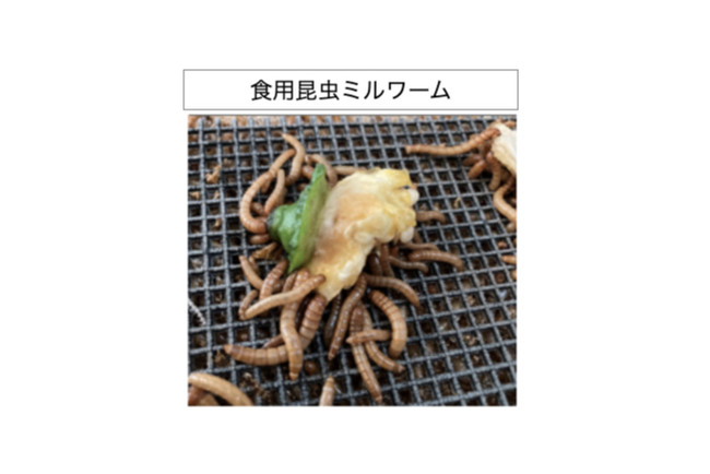 京都府立大学発ベンチャー企業とAGBIOTECH社産学連携で環境循環型アグリシステム実証実験開始
