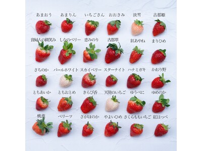 【いちご食べ比べ】旬のイチゴを堪能する「いちご12種食べ比べ」12月16日(火)より予約受付開始！