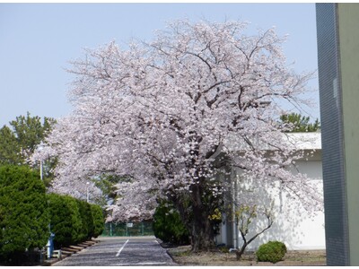 【小田原市】「おだわら下水道桜まつり」初開催！