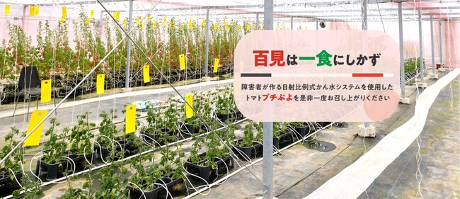 都産都消、障がい者が育てるミニトマト。東京都あきる野市「M・Farm」が協賛企業・団体を募集中。培地専属契約や社内イベントも。