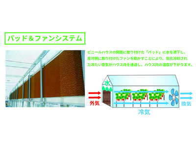 冷却システムのあるいちごハウスで春先でも涼しく・快適にいちご狩り！お客様にもいちごにも快適な空間を作り出...