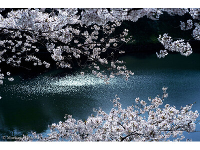 �ʐ^�� �X�� ����14�N�ɂ킽���ĎB�葱���Ă����璹�����̖L���ȕ\��A�ʐ^�W�wCHIDORIGAFUCHI�x����