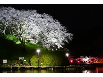 蓮華寺池公園の桜のライトアップを始めます！