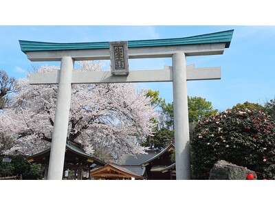 約6.2km 700本、神奈川県一の桜並木「はだの桜みち」と境内の巨大な名物ソメイヨシノ「良縁桜」が愛称...