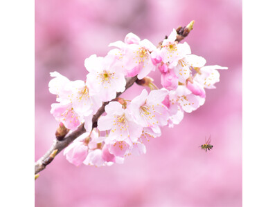 早咲きの桜「春めき」が卒業を祝う　神奈川県南足柄市発祥の「春めき」が見頃を迎えます