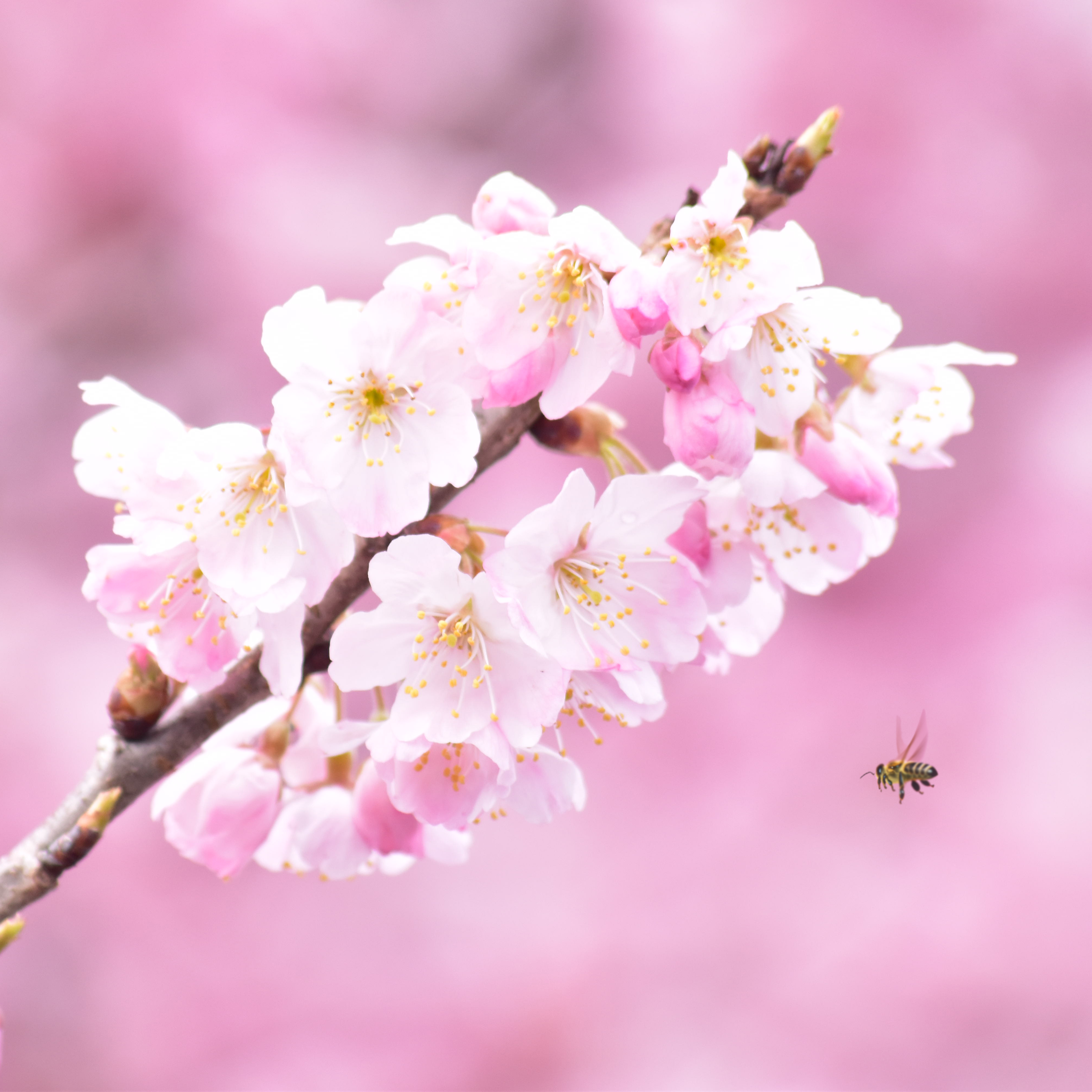 早咲きの桜「春めき」が南足柄市で開花!!　2026年の見頃は3月14日(土)、…