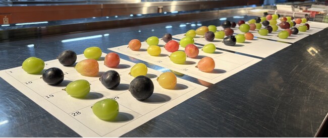 おいしい「ぶどう」NO.1が決定!今年の日本一は、横山果樹園(長野県須坂市)「ピオーネ」に決定!