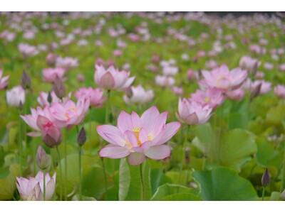 ヤマサ蒲鉾の美しい蓮畑を無料公開！ 「夢前蓮の花苑」が今年も開催：フォトコンテストも同時開催！