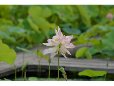 夢前 蓮の花苑　吉兆の花 双頭蓮 花開く