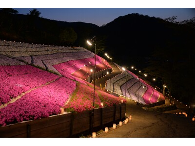 【２日間限定】ヤマサ蒲鉾株式会社で「夜芝桜鑑賞会」が今年も開催！