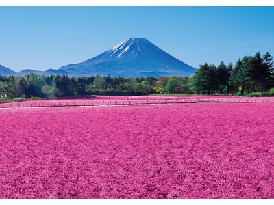 【絶景】 富士山麓の春の風物詩「富士芝桜まつり」 4/13(土)開幕