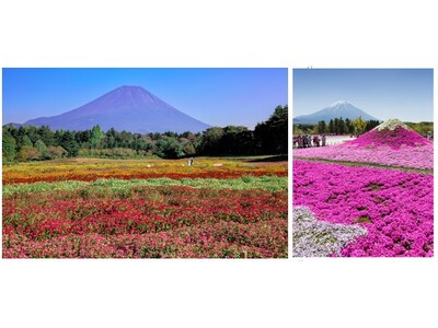 富士本栖湖リゾート「2025富士芝桜まつり」に向けて 「芝桜の株植え」体験イベント