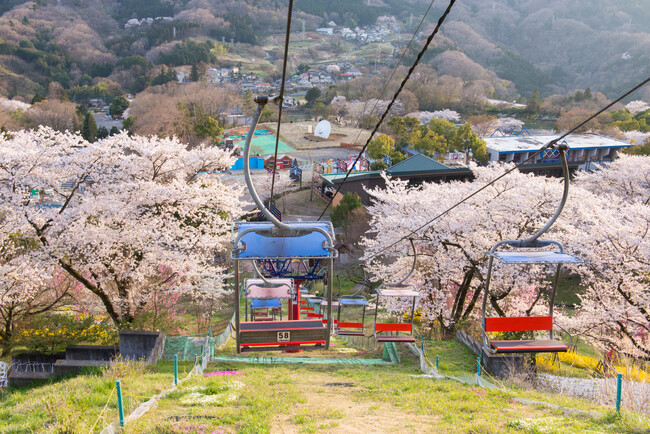 関東有数 2,500本の桜が咲く絶景イベント「さがみ湖桜まつり」3/15(土)開幕。桜とイルミネーションの共演「夜桜イルミリオン」も同時開催