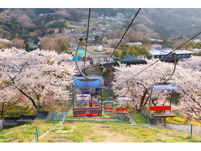 関東有数 2,500本の桜が咲く絶景イベント「さがみ湖桜まつり」3/15(土)開幕。桜とイルミネーション...