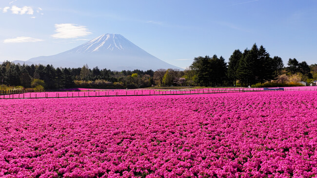 富士山と芝桜の絶景「富士芝桜まつり」芝桜のおすそわけ「株掘り体験」5/23(土)、24(日)の2日間開催