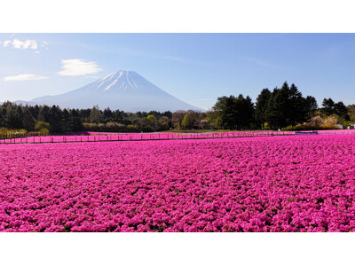 富士山と芝桜の絶景「富士芝桜まつり」芝桜のおすそわけ「株掘り体験」5/23(土)、24(日)の2日間開催