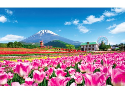 雄大な富士の景色と20万本のチューリップを楽しむ春の祭典 2018天空のチューリップ祭り 4 21 土 開幕 企業リリース 日刊工業新聞 電子版