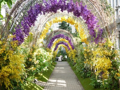 百花繚蘭-日本最大級の温室が、世界のランであふれる！