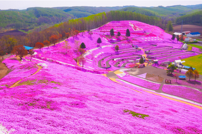 毎年恒例の大空町・ひがしもこと芝桜まつりに合わせてヘリコプター遊覧を実施！