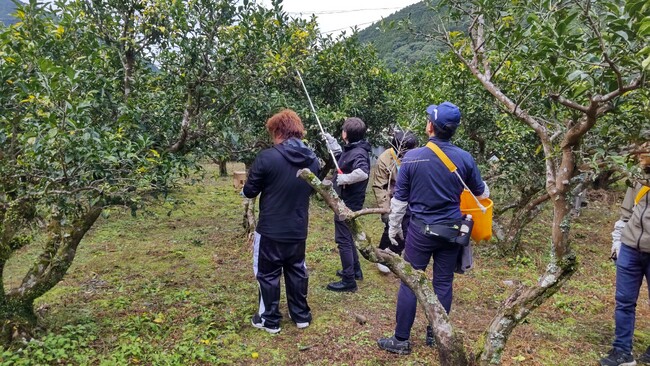 ウテナとともに、高知県北川村のゆず産業を支援