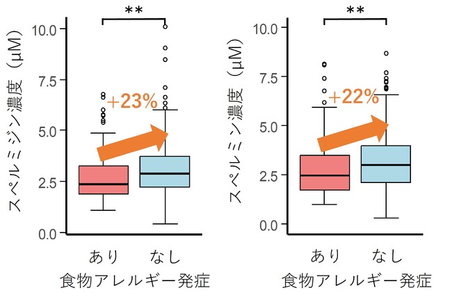 食物アレルギー発症リスク低下の新たな手がかり：母乳中ポリアミン