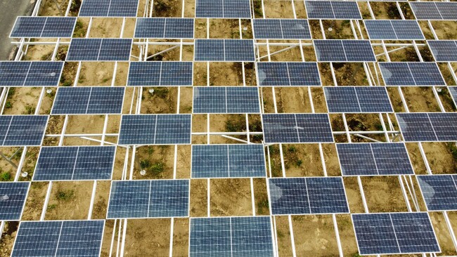 レモン畑×太陽光発電 浜松での大規模な営農型太陽光発電によって再エネ普及・地域振興を実現