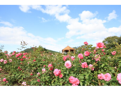 【広島／世羅】ばらが見ごろを迎えています　秋のローズ＆フラワーガーデン《そらの花畑高原花の森》