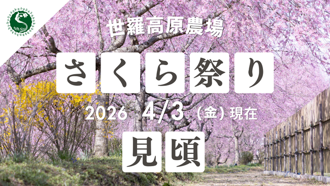 【広島／世羅】〈桜〉と〈菜の花〉が見ごろを迎えています　さくら祭り《世羅高原農場》