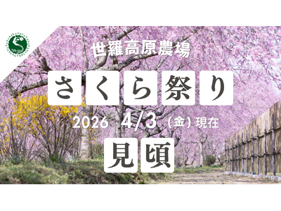 【広島／世羅】〈桜〉と〈菜の花〉が見ごろを迎えています　さくら祭り《世羅高原農場》