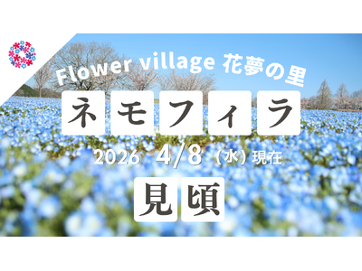 【広島／世羅】ネモフィラ・芝桜が見ごろです！芝桜とネモフィラの丘《Flower village 花夢の里》