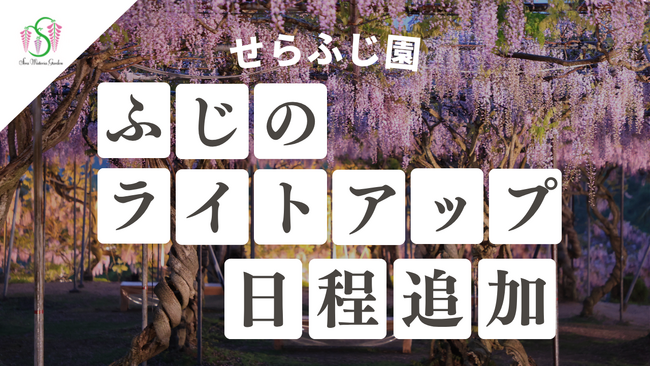 【広島／世羅】園内ライトアップの日程を追加します　ふじとルピナスまつり《せらふじ園》