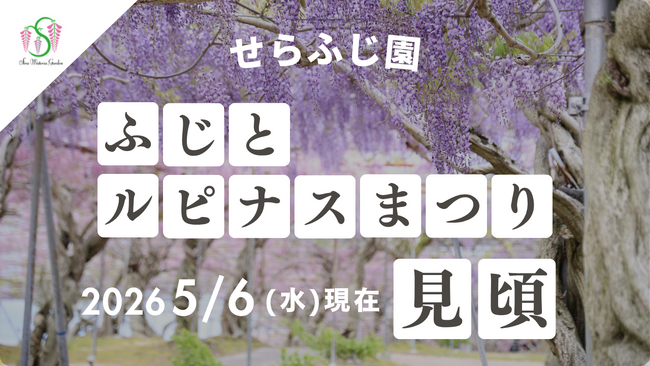 【広島／世羅】ふじが見ごろを迎えています　ふじとルピナスまつり《せらふじ園》