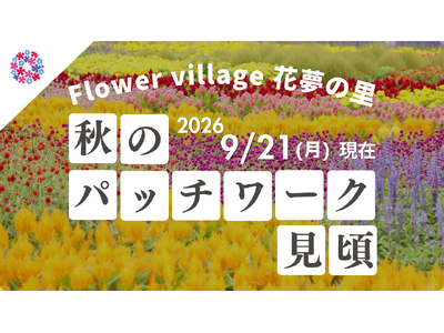 【広島／世羅】コキア・秋のパッチワークが見ごろです　コキアとコスモスの丘《Flower village 花夢の里》