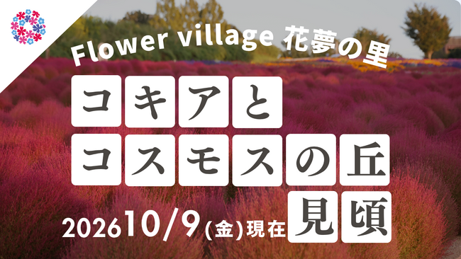 【広島／世羅】秋色のコキア・コスモスが見頃です　コキアとコスモスの丘《Flower village 花夢の里》