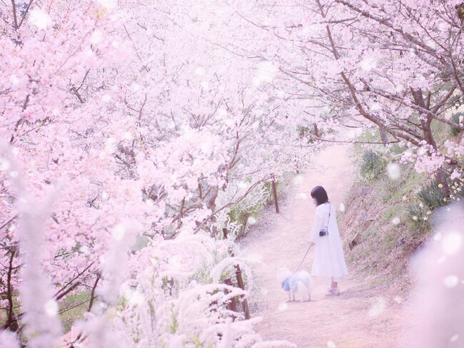 【広島／世羅】世羅高原農場『さくら祭り』　ふりそそぐしだれ桜と春の花々の並木道