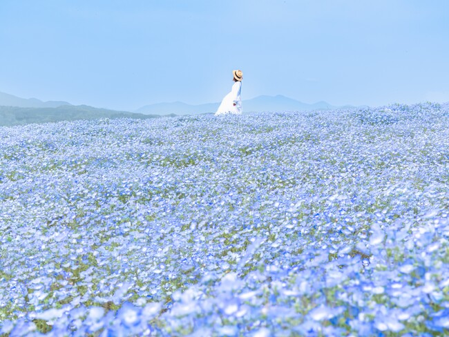 【広島／世羅】Flower village 花夢の里『芝桜とネモフィラの丘』　丘一面を覆いつくす春の花畑　3月30日スタート！