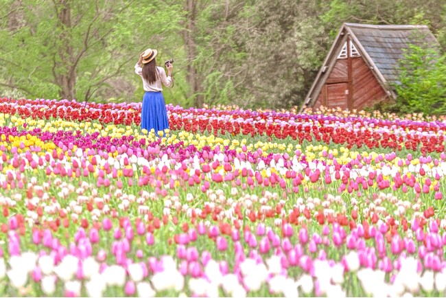 【広島／世羅】世羅高原農場『チューリップ祭』　日本最大級のチューリップの花絵　4月6日スタート！