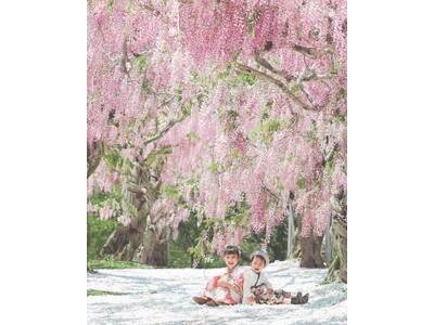 【広島／世羅】せらふじ園『ふじまつり』　約1,000本の藤とルピナスが織りなす藤色の花園　4月27日スタート！